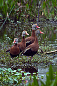 Black-bellied Whistling-ducks