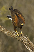 Harris's Hawk,Parabuteo unicinctus