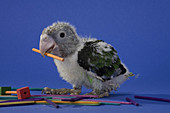 Grey-Headed Parrot