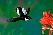 Collard Inca Hummngbird