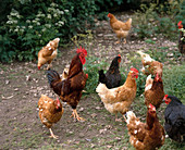 Natural Chicken Farming