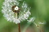 Dandelion Seeds