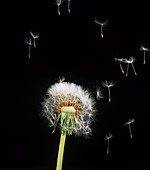 Dandelion seed dispersal