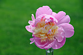 Chinese Peony