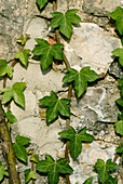 Ivy growing on stone barn wall