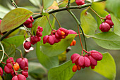 Red cascade spindle tree fruit