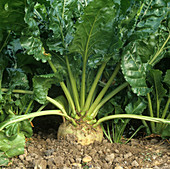Sugar beet plant