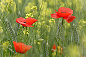 Red Poppy Flower