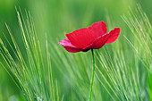 Red Poppy Flower