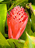 Billbergia pyramidalis