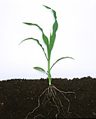 Young maize plant