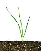 Seedling wheat plant