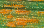 Crown rust (Puccinia coronata)