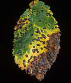 Tar spot lesions on an elm leaf