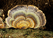 Bracket fungus turkey tail