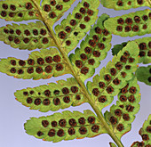 Holly fern frond underside