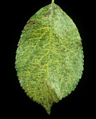 Bronzing damage to apple leaf