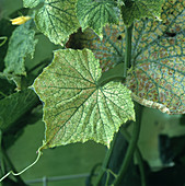 Two spotted spider mite
