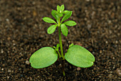 Cleavers seedling