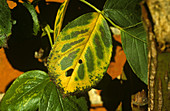 Magnesium deficiency in rose leaf