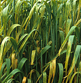 Yellow rust infection on wheat crop