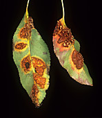 Pear rust on pear leaves