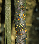 Coral spot infection on cordon apple tree