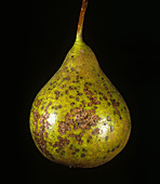 Fruit spotting on pear