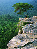 Virginia Pine on an overhanging rock