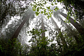 Foggy Coast Redwood Forest