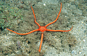 Ruby Brittle Star