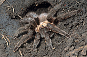 Tarantula in Burrow