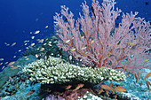 Soft Coral and Reef Fish