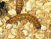 Yellow mealworm (Tenebrio molitor)
