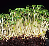 Germinating mustard seedlings