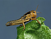 Migratory locust nymph