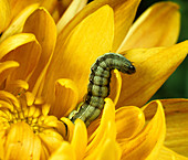 Lesser armyworm caterpillar