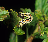 Magpie moth caterpillar