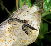 Small eggar moth caterpillars