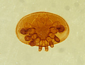 Varroa mite specimen