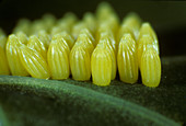 Large white butterfly eggs