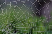 Spider Web