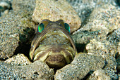Banded Jawfish incubating eggs in mouth