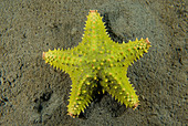 Cushion Sea Star (Oreaster reticulatus)