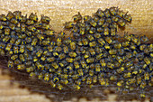 Cross Spider Spiderlings