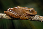 Lace-lid Frog