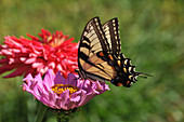 Eastern Tiger Swallowtail on Zinnia