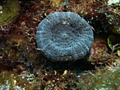 Solitary Disk Coral