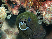 Green Moray Eel With Octopus Tentacle