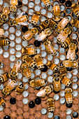 Honeybees Tending Larvae